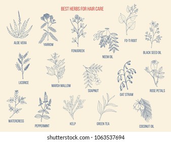 Best medicinal herbs for hair care. Vector hand-drawn collection