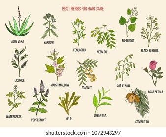 Best medicinal herbs for hair care. Vector hand drawn collection