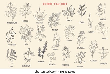 Best medicinal herbs for hair growth. Vector hand drawn collection