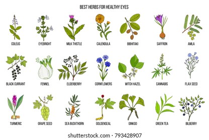 Adaptogen Herbs Hand Drawn Vector Set Stock Vector (Royalty Free) 777540544