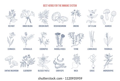 Best medicinal herbs for the immune system. Hand drawn set of medicinal herbs