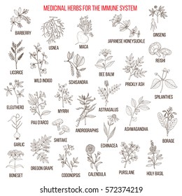 Best medicinal herbs for the immune system. Hand drawn set of medicinal herbs