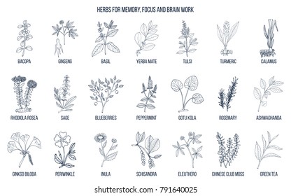 Best medicinal herbs for memory, focus and brain work. Hand drawn vector set of medicinal plants