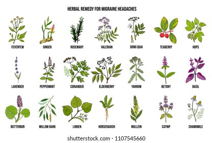 Best medicinal herbs for migraines relief. Hand drawn botanical vector illustration