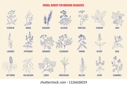 Best medicinal herbs for migraines relief. Hand drawn botanical vector illustration