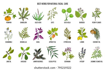 Best medicinal herbs for natural facial care. Hand drawn vector set of medicinal plants