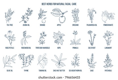 Best medicinal herbs for natural facial care. Hand drawn vector set of medicinal plants