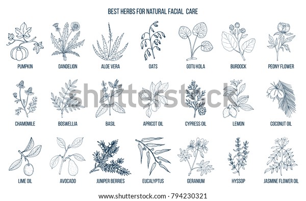 Best medicinal herbs for natural facial\
care. Hand drawn vector set of medicinal\
plants