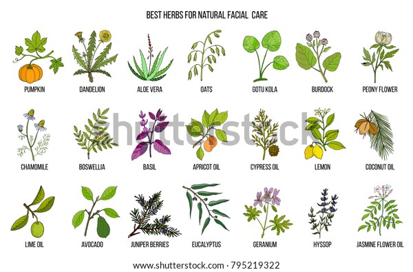 Best medicinal herbs for natural facial
care. Hand drawn vector set of medicinal
plants