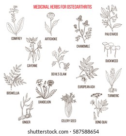 Best medicinal herbs for osteoarthritis. Hand drawn set of medicinal herbs