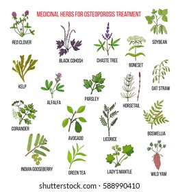 Best medicinal herbs for osteoporosis. Hand drawn set of medicinal herbs