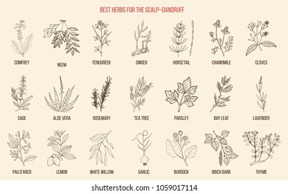 Best medicinal herbs for scalp-dandruff. Vector hand-drawn collection