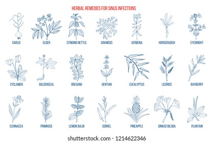 Best medicinal herbs to treat sinus infection. Hand drawn vector set of medicinal plants