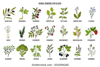 Best medicinal herbs for ulcers. Hand drawn vector set of medicinal plants