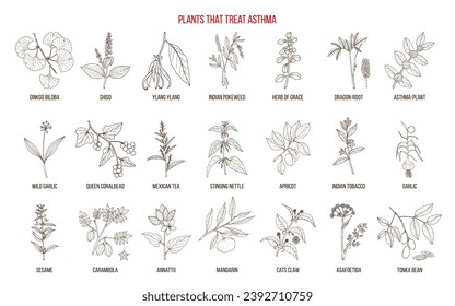 Best medicinal plants for asthma treatment. Hand drawn vector set of medicinal herbs