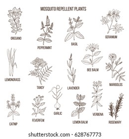 Best mosquito repellent plants . Hand drawn vector set of medicinal plants