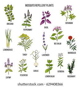 Best mosquito repellent plants . Hand drawn vector set of medicinal plants