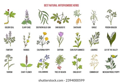 Best natural antispasmodic herbs. Medicinal plants collection. Hand drawn botanical vector illustration