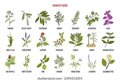 Beste natürliche aromatische Kräuter. Sammlung von Medizinpflanzen. handgezeichnete botanische Vektorgrafik