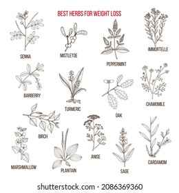 Best natural herbs for fast weight loss. Hand drawn vector set of medicinal plants