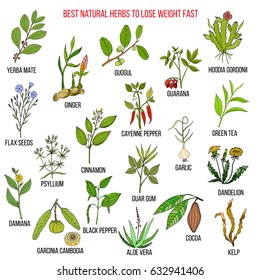  Best natural herbs for fast weight loss. Hand drawn vector set of medicinal plants