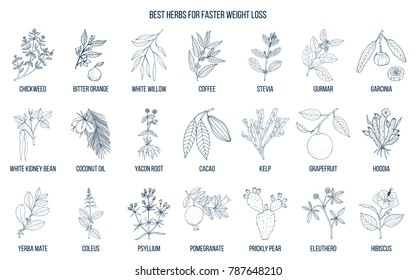 Best natural herbs for fast weight loss. Hand drawn vector set of medicinal plants