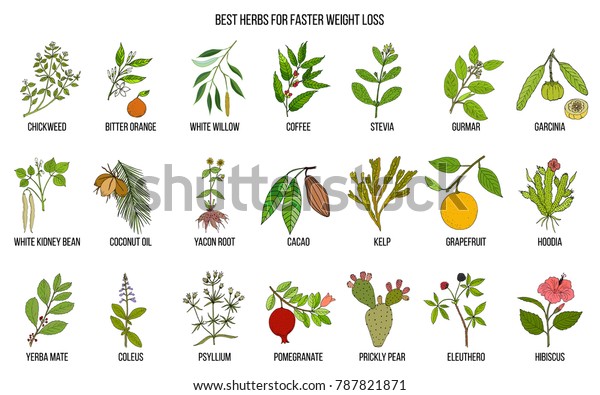 Best Natural Herbs Fast Weight Loss Stock Vector Royalty Free 787821871