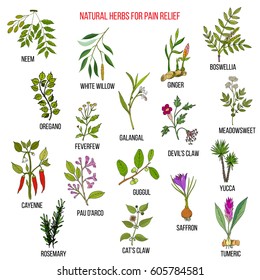 Best natural herbs for pain relief. Hand drawn vector set of medicinal plants