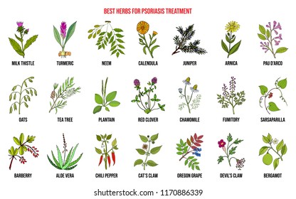 Best natural herbs for psoriasis treatment. Hand drawn vector set of medicinal plants