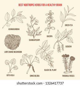 Best nootropic medicinal herbs for a healthy brain. Hand drawn vector set of medicinal plants