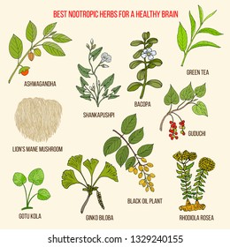 Best nootropic medicinal herbs for a healthy brain. Hand drawn vector set of medicinal plants