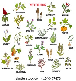 Best nutritive herbs set. Hand drawn vector illustration