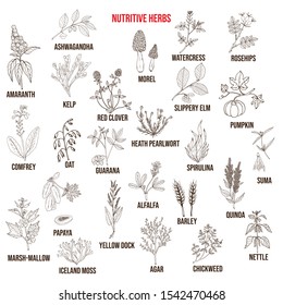 Best nutritive herbs set. Hand drawn vector illustration