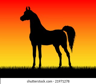 Best of the paces of horses, so beautiful and hardy, over wonderful sunrise.