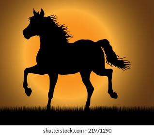 Best of the paces of horses, so beautiful and hardy, over wonderful sunrise.