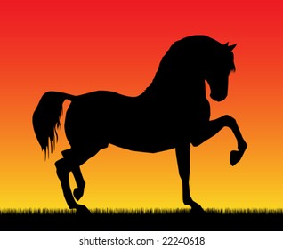 Best of the paces of horses, so beautiful and hardy, over wonderful sunrise.