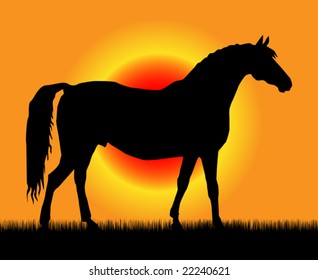 Best of the paces of horses, so beautiful and hardy, over wonderful sunrise.