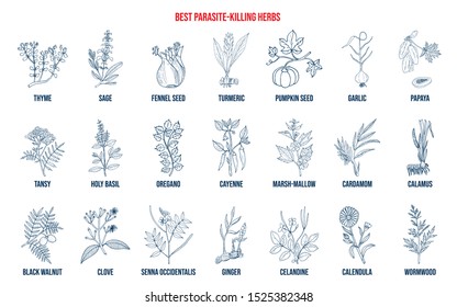 Best parasite killing herbs collection. Hand drawn vector set of medicinal plants