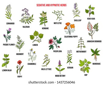 Best sedative and hypnotic herbs. Hand drawn vector set of medicinal plants