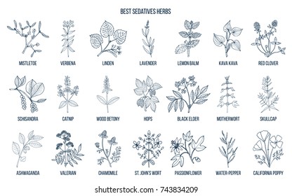 Best sedatives herbs. Hand drawn vector set of medicinal plants