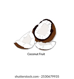 a melhor seleção de ilustrações de coco fresco.