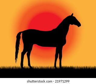 Best of the static horses, so beautiful and hardy, over wonderful sunrise.