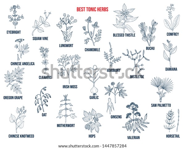 Best tonic herbs collection. Hand drawn vector set\
of medicinal plants