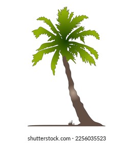 The best tropical palm or coconut tree vector illustration in simple color semi realistic trendy flat cartoon style. Editable graphic resources for many purposes.
