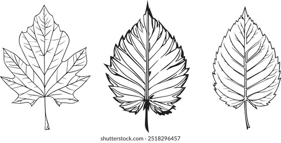 the best vector dessgin in the year