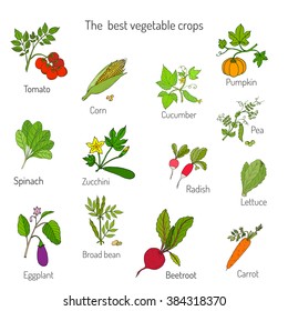 Best vegetables crops. Hand drawn set. Vector illustration