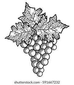 best wine grapes fruit