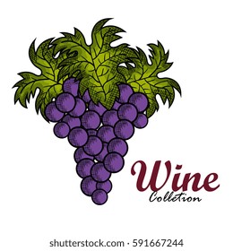 best wine grapes fruit