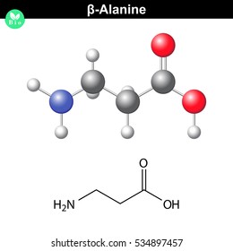 beta- Alanine molecular structure, structural chemical formula and model of beta fmino acid, 2d and 3d scientific vector illustration, isolated on white background, eps 10