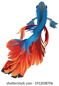 Beta Fish From Behind, Red Tail Splendens Look Beautiful, Freshwater Fish And Aquatic Pet